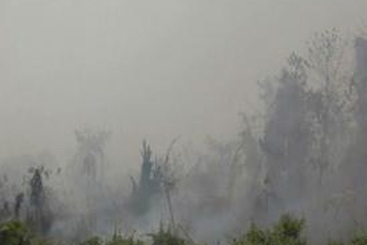 Lantaran belasna hektarLahan Gambut Trbakar kota Mamuju utara Sulawesi barat terperangkat kabut asap. Meski asap pekat sudah mulai mengganggu warga terutama pengguna jalan di jalur trans Sulawesi namun hingga kini belum ada pembagian masker kepaawarga.