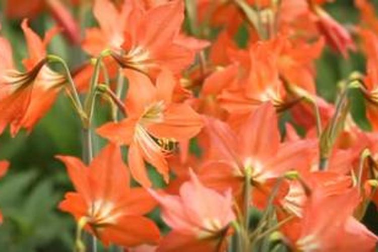 Bunga Amaryllis Hanya Mekar Setahun Sekali Dan Beberapa Minggu Saja