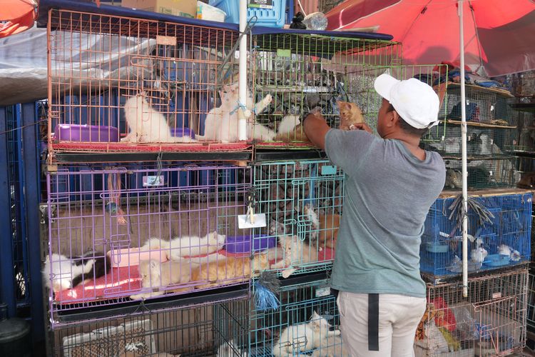 Ilustrasi kucing dijual di pasar.