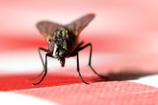 Apakah Efek Makan Makanan yang Sudah Dihinggapi Lalat?