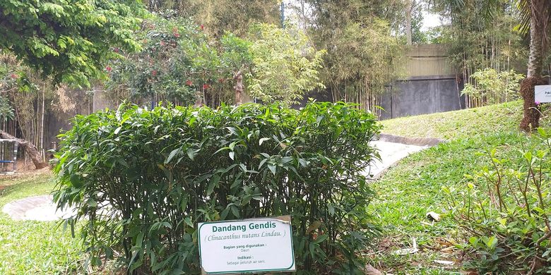 Dandang Gendis, salah satu tanaman herbal koleksi Agro Wisata Sido Muncul yang terletak di Kecamatan Bregas, Kabupaten Semarang, Jawa Tengah.