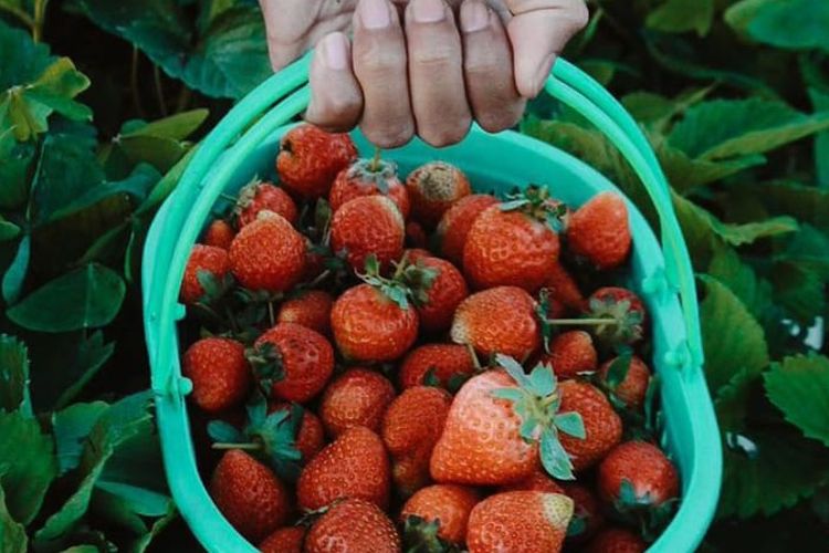 Kebun Inggit Strawberry adalah agrowisata petik strawberry di Magelang, Jawa Tengah.