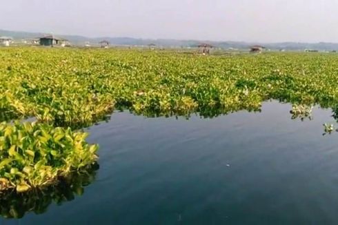 Eceng Gondok Penuhi Hampir 70 Persen Waduk Cirata, Petani Ikan Menjerit