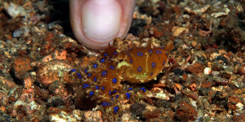 Gurita cincin biru, hewan paling beracun di dunia. Ukurannya sangat kecil. Gambar di samping adalah perbandingan dengan jari orang dewasa.