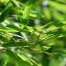 Teh hingga Pupuk Kompos, Ini 6 Manfaat Daun Bambu