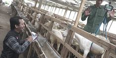 Jelang Idul Adha, Dompet Dhuafa Terjunkan Tim QC THK untuk Lakukan Pemeriksaan Kualitas dan Kelayakan Hewan Ternak
