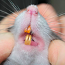 4 Pertolongan Pertama Saat Digigit Tikus untuk Cegah Infeksi