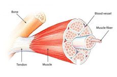 Apa itu Tendon dan Ligamen?