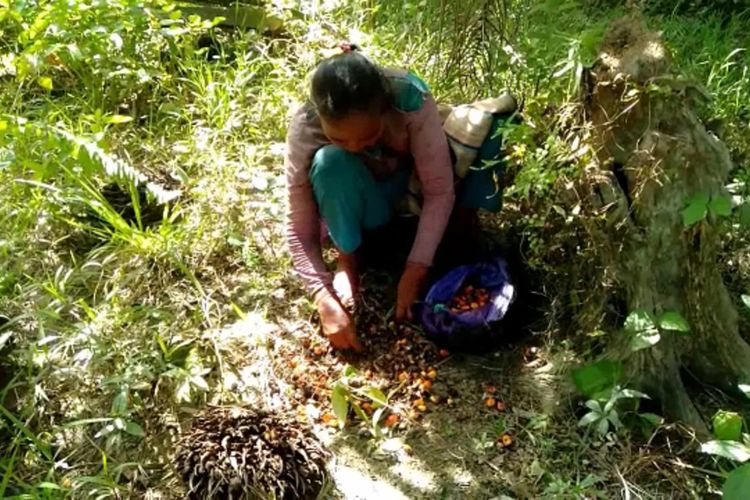 Nenek Sulastri (80) tak dapat bantuan pemerintah selama pandemi, ia cari makan dengan mengumpulkan sisa brondolan sawit. Untuk itu, ia harus berjalan puluhan kilometer saban hari. Kadang ia apes, pulang malam tapi tidak membawa hasil apa-apa. 
