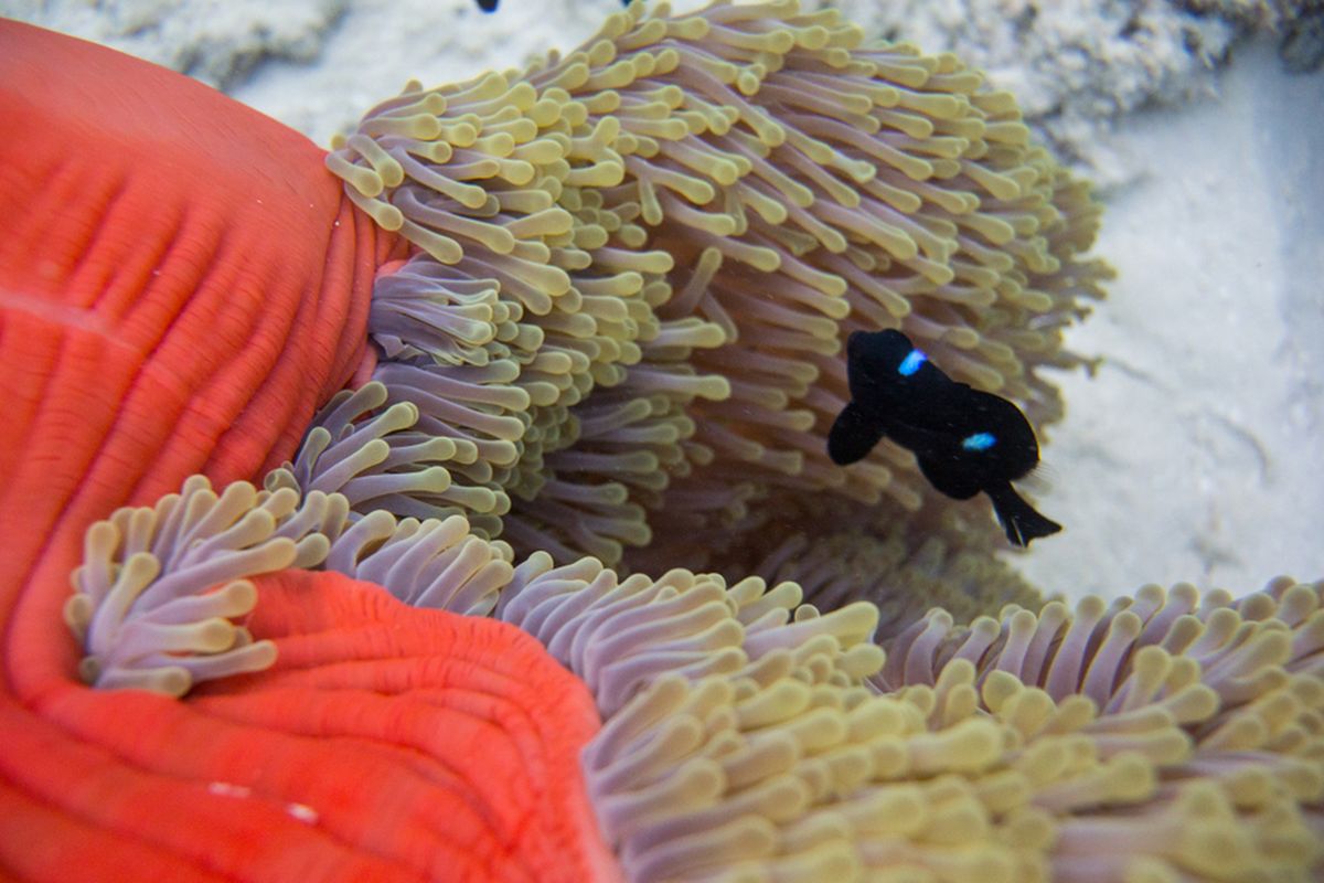 Ilustrasi terumbu karang (coral reefs)