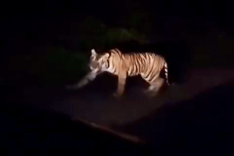 Bidik layar video penampakan harimau sumatera di Jalinbar Lampung yang melintasi kawasan hutan TNBBS, Sabtu (30/3/2024) malam. Satwa terancam punah itu kini makin intens terlihat di jalan lintas itu.