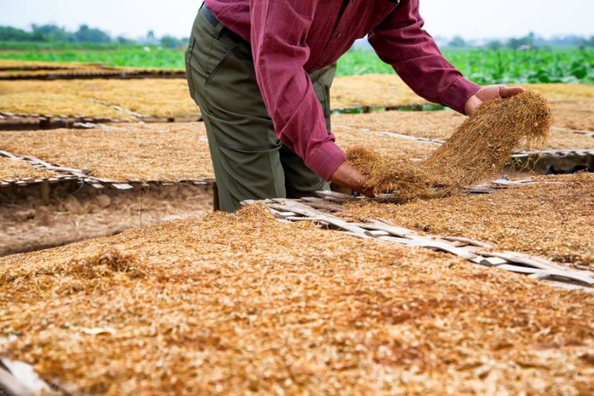 Ilustrasi petani. (Dok. Shutterstock/ S.Phoophinyo)
