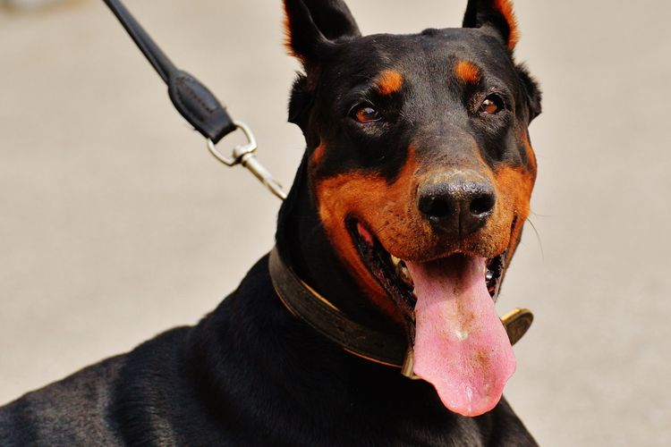 Ilustrasi anjing Doberman pinscher. 