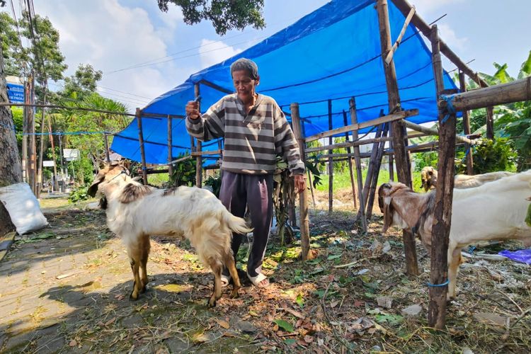 Kisah Kakek Miyarno Jualan Hewan Kurban di Madiun, Harga Murah tapi Sepi Pembeli
