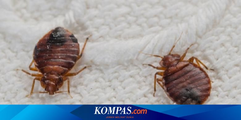 Waspadai Kutu Busuk Di Tempat Tidur Anda