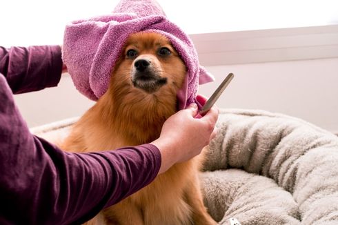 5 Tips Memilih Groomer yang Tepat untuk Anjing Peliharaan