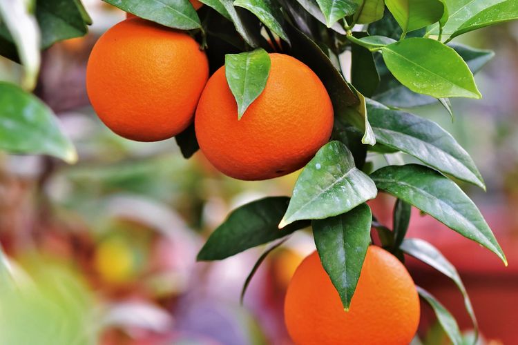 Ilustrasi tanaman buah jeruk. 