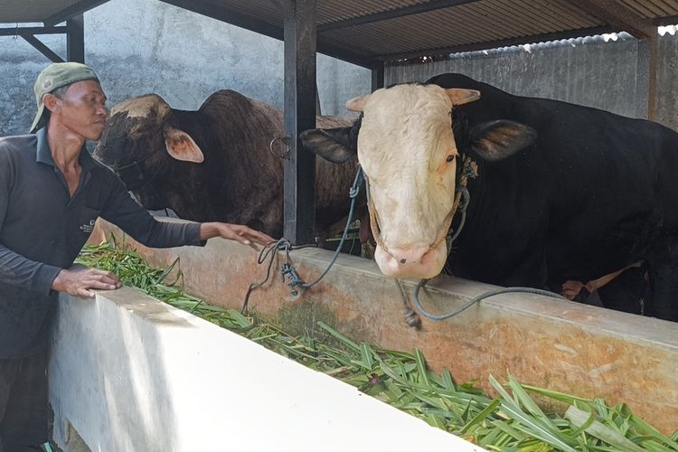 Rengganis, Sapi Kurban Presiden di Lombok Berbobot 1,1 Ton