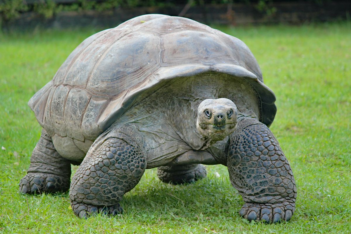 Ilustrasi kura-kura raksasa. Spesies reptil paling rentan terancam punah. Kura-kura Galapagos adalah jenis kura-kura yang dapat berumur panjang, bahkan hingga ratusan tahun.