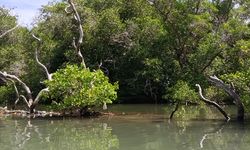Kabar Baik untuk Bumi, Hutan Mangrove Dunia Mulai Pulih Kembali