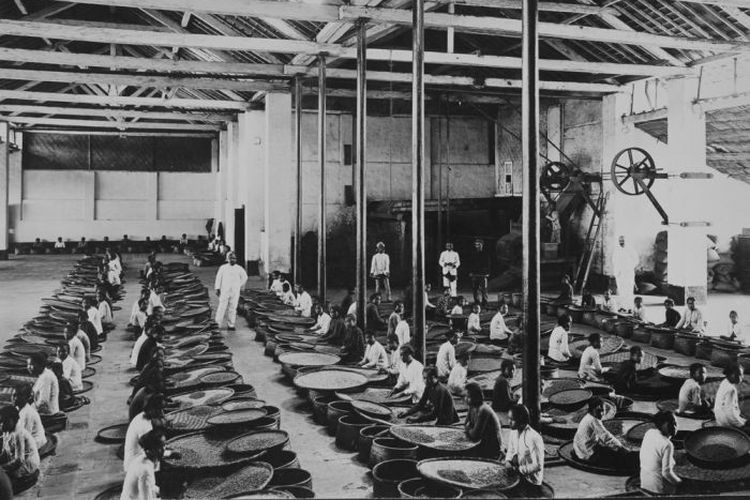 Proses sortir biji kopi di sebuah pabrik kopi di Subang tahun 1900