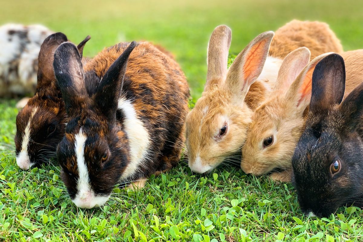 Ilustrasi kelinci sedang makan. Kelinci adalah salah satu hewan yang memiliki perilaku coprophagia, yakni memakan kotorannya sendiri.