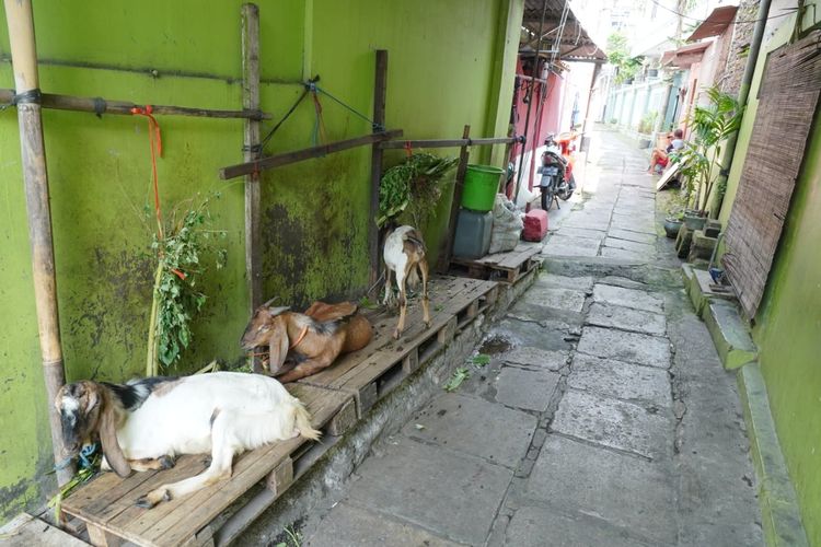 Suasana Pasar Kambing Kota Semarang, Jawa Tengah. Selasa (28/6/2022)