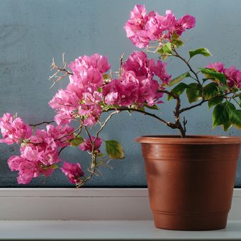 Ilustrasi tanaman hias bunga bugenvil di dalam ruangan. 