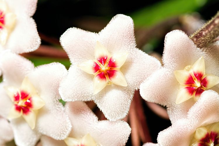 Ilustrasi bunga Hoya Carnosa. 