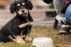 Slow Feeder, Mangkuk untuk Anjing agar Tidak Tersedak Saat Makan