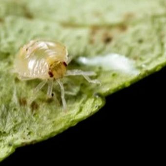 Ilustrasi spider mite atau tungau