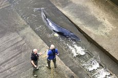 Paus Minke Disuntik Mati setelah Terperangkap di Sungai Thames London