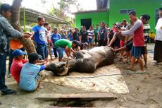 Butuh 30 Orang untuk Merobohkan Sapi Sumbangan Jokowi