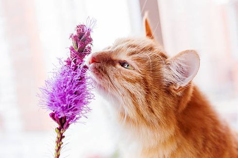 7 Aroma yang Tidak Disukai Kucing, Ada Pisang dan Kopi