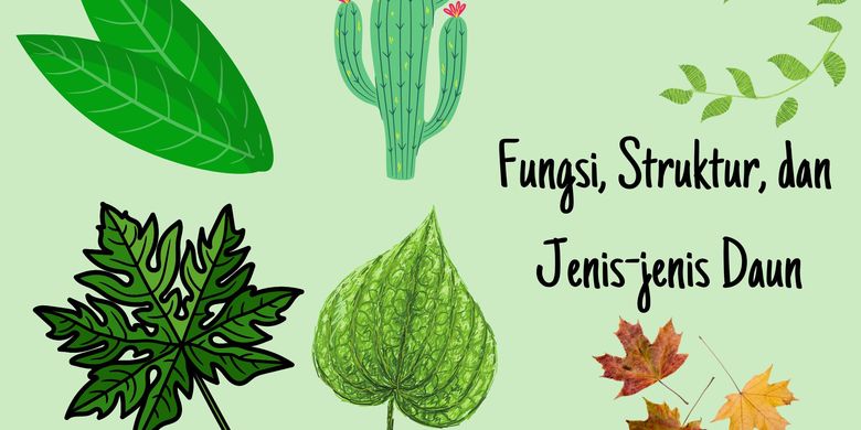 Fungsi, Struktur, dan Jenis-jenis Daun