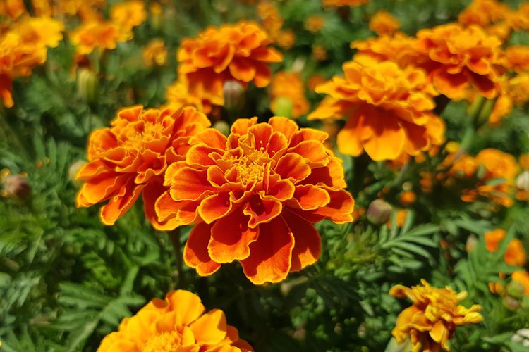 Ilustrasi tanaman marigold.