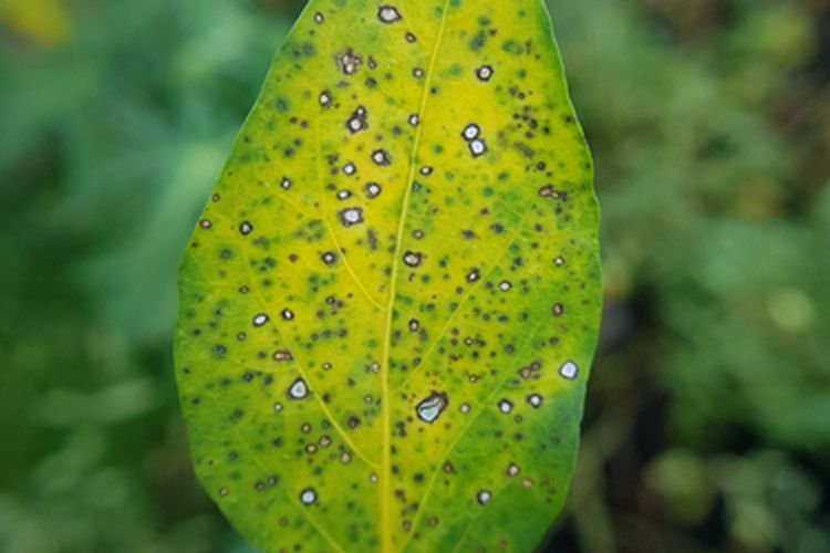 Ilustrasi gejala penyakit bercak daun