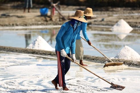 Harga Garam Rakyat Terjun Bebas, Petani Rugi Besar