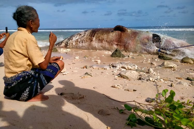 Salah satu tokoh adat Desa Wadu Maddi, Kecamatan Hawu Mehara, Sabu Raijua, Nusa Tenggara Timur (NTT), sedang menggelar ritual penghormatan kepada bangkai paus yang akan dikubur di pantai