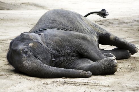 Kekeringan Parah, Puluhan Gajah di Zimbabwe Mati Kehausan