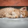 Klaim Asuransi Hewan Terunik Tahun Ini, Dimenangkan Kucing yang Tak Sengaja Ikut Terlipat Di Sofa Lipat