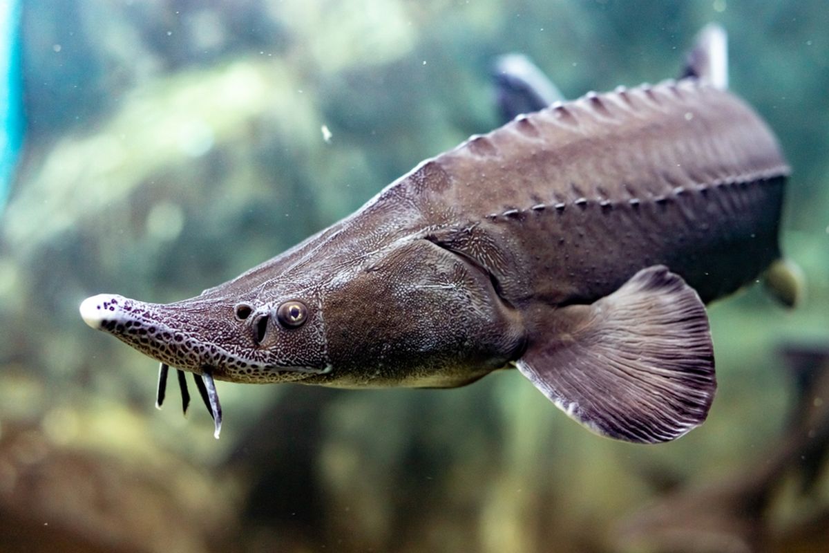 Ikan Sturgeon (Acipenser ruthenus). Menggunakan ikan Sturgeon, peneliti menemukan bukti bagaimana ikan berevolusi memiliki tubuh bersisik tulang. 