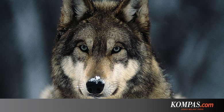 Serba Serbi Hewan Benarkah Serigala Melolong Ke Bulan Halaman
