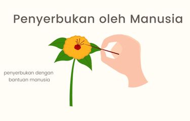 Ilustrasi Penyerbukan oleh Manusia