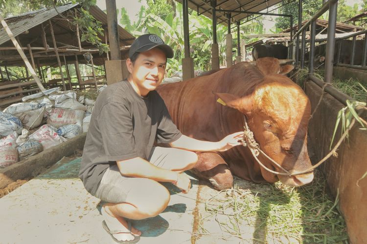 Arief (35) pemilik peternakan Indra Farm House bersama Bruno, Sapi Australia 840 kilogram pesanan Presiden Joko Widodo untuk Idul Adha di Jambi. Sapi jenis limosin berusia 3,5 tahun inilan dikirim ke Merangin.