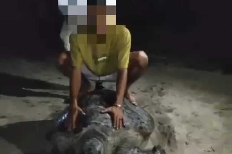 Kasus Pemuda Tunggangi Penyu di Derawan, Pegiat Hewan: Kalau Damai Terus, Buat Apa Ada UU