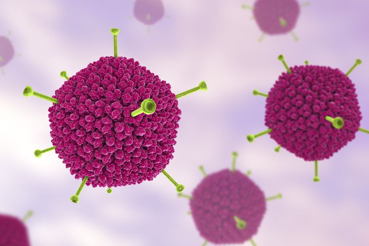 Ilustrasi adenovirus. Adenovirus adalah jenis virus yang umumnya menjadi penyebab penyakit seperti pilek atau flu biasa, dan menyerang orang dari berbagai usia. Biasanya virus ini menyerang saluran pernapasan atau organ paru-paru.