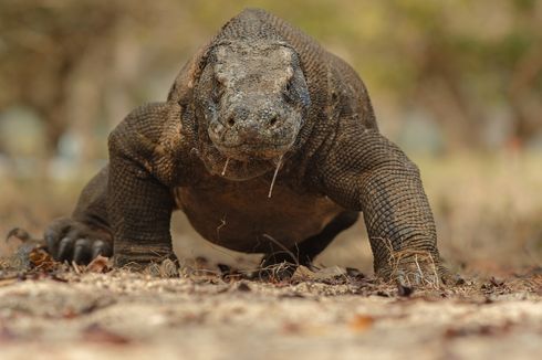 Naturalist Guide Hospitalized After Being Attacked by Komodo Dragon in Indonesia’s National Park
