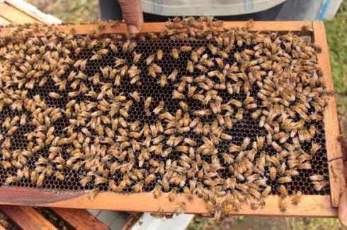 Pertamina Bantu Budidaya Lebah Madu di Balikpapan