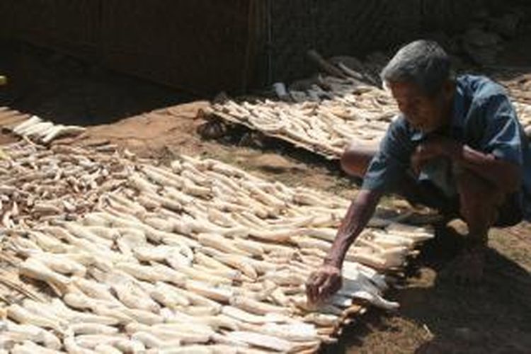 Iroakad (70) menata singkong yang dijemur di halaman depan rumahnya di Desa Tawangrejo, Kecamatan Gemarang, Kabupaten Madiun, Jawa Timur, akhir September 2012 lalu. Singkong kering merupakan bahan baku utama pembuataan tiwul, makanan pokok pengganti beras.